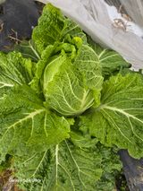 소병찬님의 자유주제·자유게시판 작성글 사진