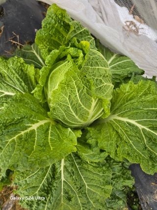 소병찬님의 자유주제 · 자유게시판 작성글 사진