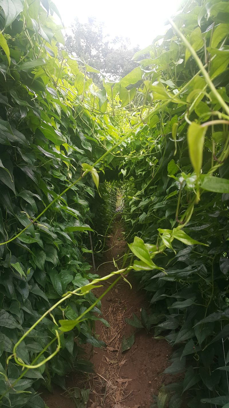 정보센터님의 장터 판매 상품 [단오마와 왕토란을 찹쌀과 들깨로 교환 판매] 첨부 사진