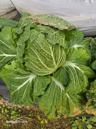 소병찬님의 자유주제 · 자유게시판 작성글 사진