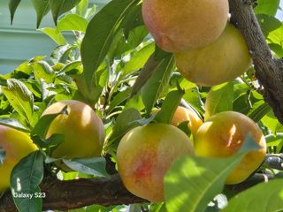 도담자두 샤인포도님의 작성글 사진