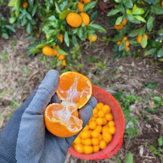 서귀포달코롬감귤농원님의 귤 · 수확 작성글 사진