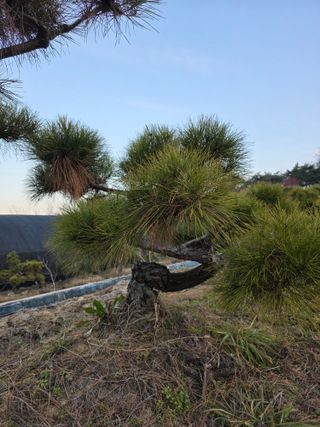 작은소나무님의 자유주제 · 사진전 작성글 사진