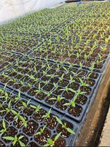 팜모닝 고추·품종•종자 게시글 이미지