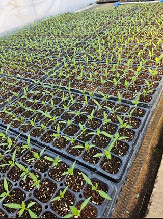 대산농사대장님의 고추 · 품종•종자 작성글 사진