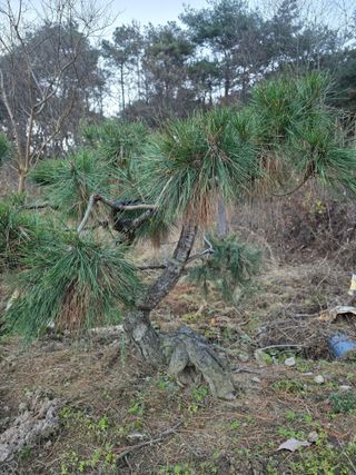작은소나무님의 자유주제 · 사진전 작성글 사진