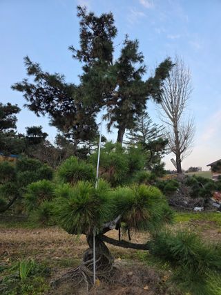 작은소나무님의 자유주제 · 사진전 작성글 사진