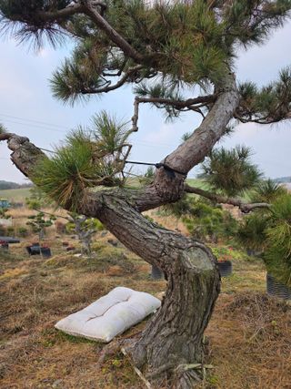 작은소나무님의 자유주제 · 사진전 작성글 사진