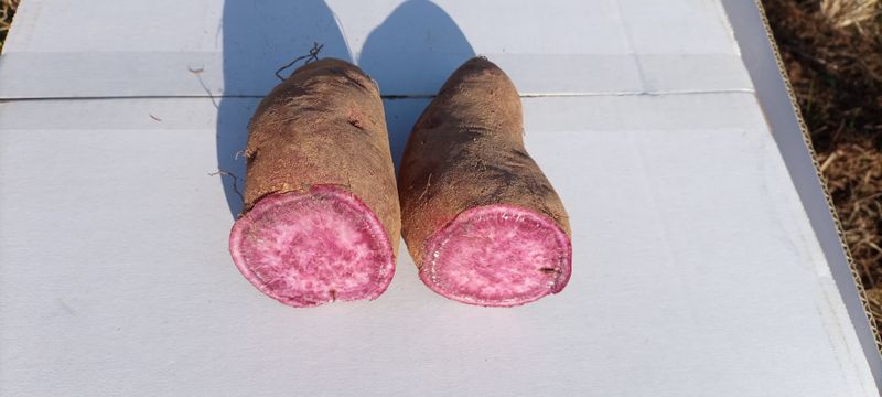 산들농장님의 장터 판매 상품 [자색고구마] 첨부 사진