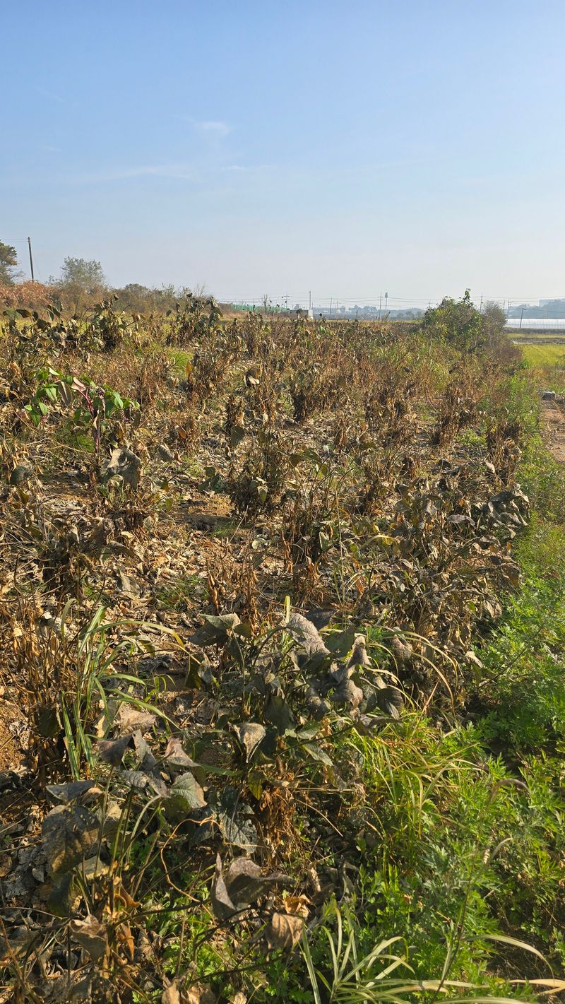 아하킴님의 장터 판매 상품 [서리태 콩(새바람) 25년 햇 콩 팝니다.] 첨부 사진
