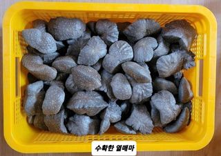 안평식님의 자유주제 · 자유게시판 작성글 사진