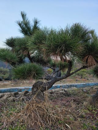 작은소나무님의 자유주제 · 사진전 작성글 사진
