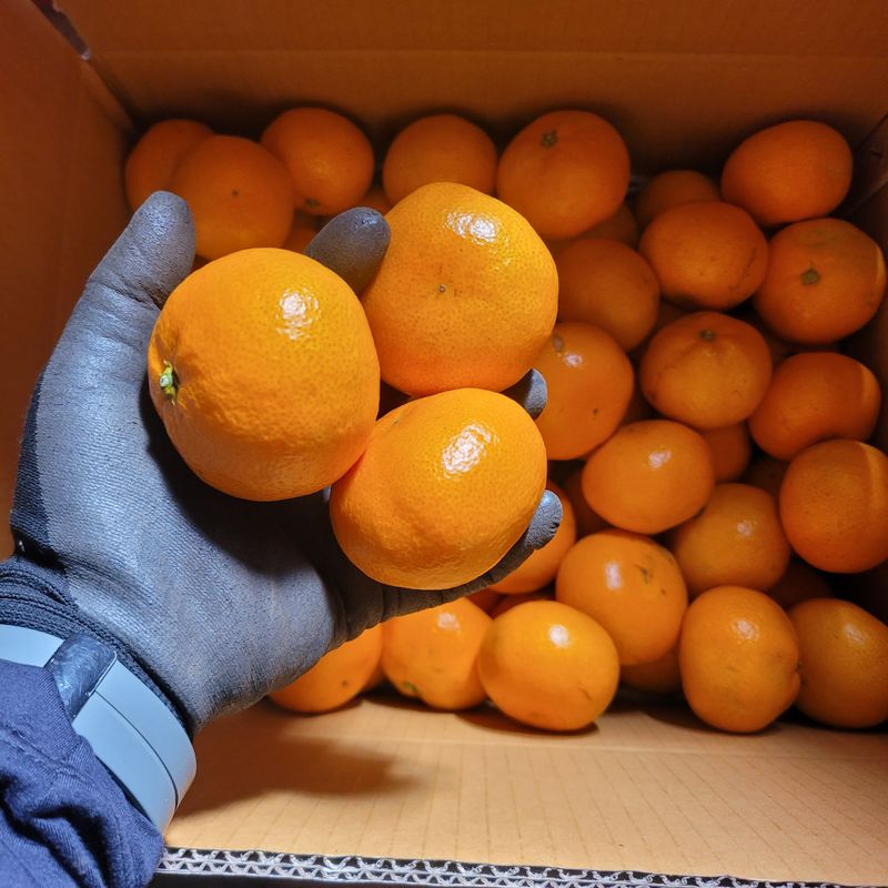 서귀포달코롬감귤농원님의 장터 판매 상품 [저농약 조생귤 중과, 대과 10kg] 첨부 사진