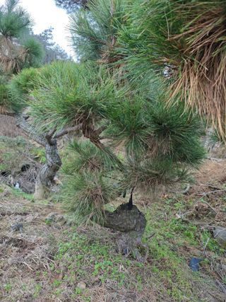 작은소나무님의 자유주제 · 사진전 작성글 사진