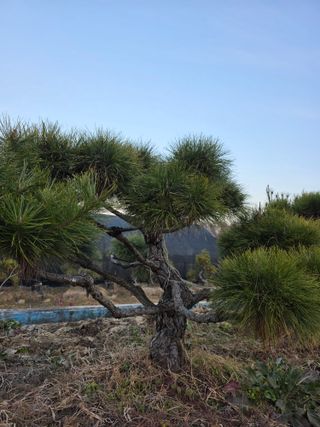 작은소나무님의 자유주제 · 사진전 작성글 사진