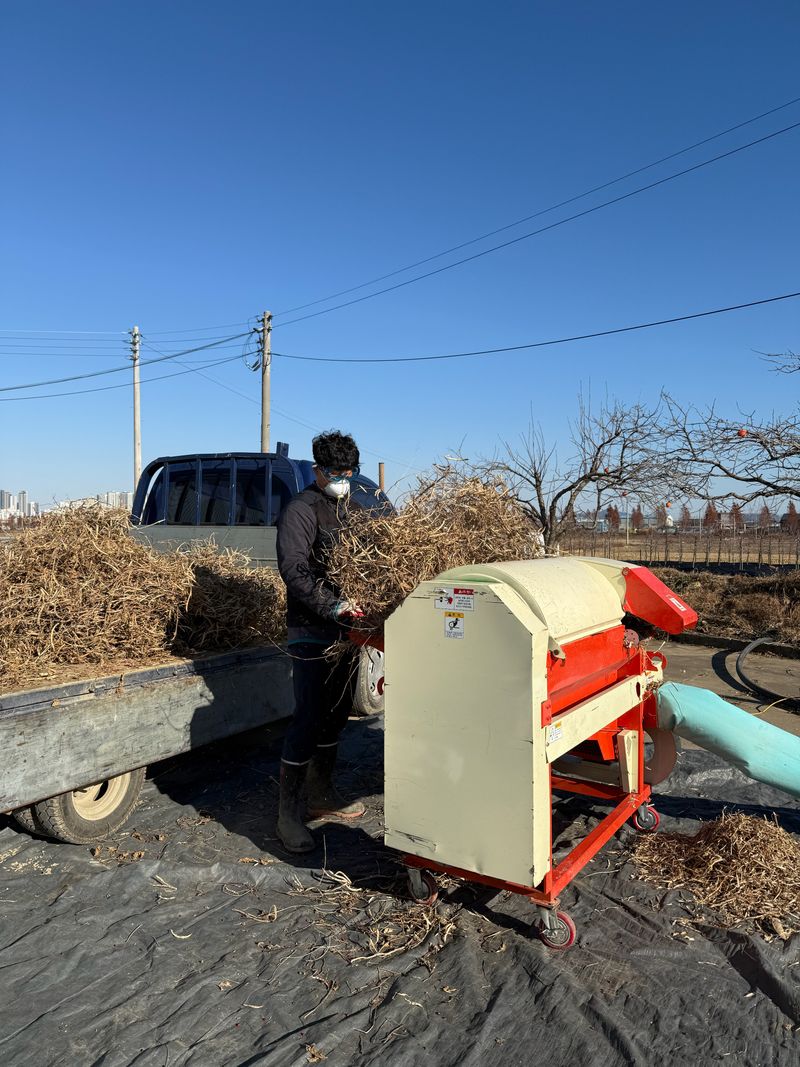 이설희순님의 장터 판매 상품 [2025년 햇콩 서리태1kg] 첨부 사진
