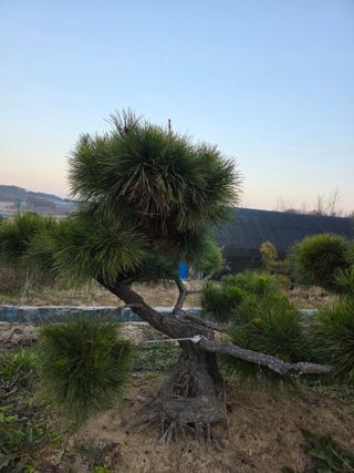 작은소나무님의 자유주제 · 사진전 작성글 사진