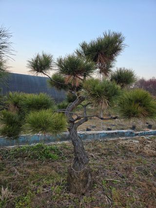 작은소나무님의 자유주제 · 사진전 작성글 사진