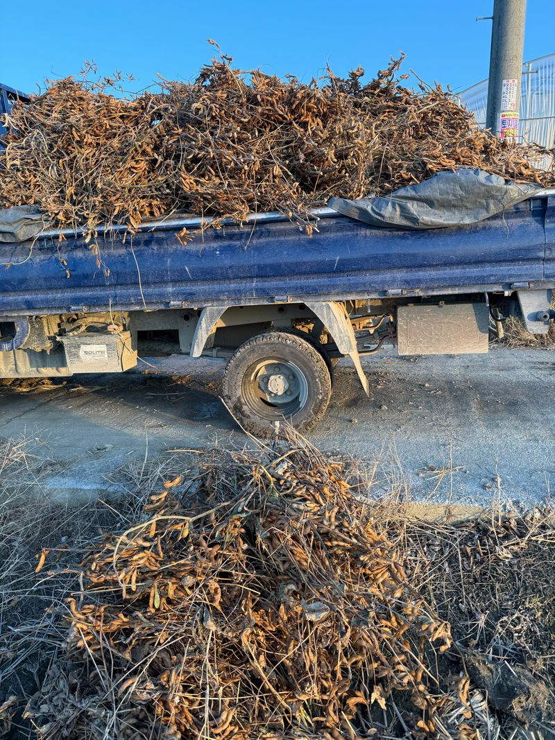 이설희순님의 장터 판매 상품 [2025년 햇콩 서리태1kg] 첨부 사진