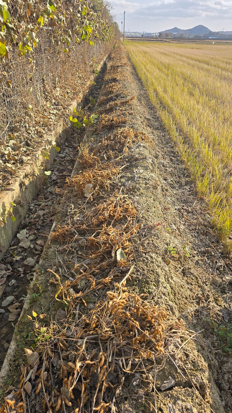 아하킴님의 장터 판매 상품 [서리태 콩(새바람) 25년 햇 콩 팝니다.] 첨부 사진