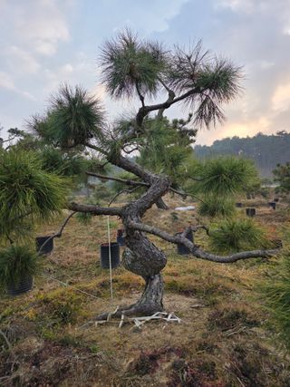 작은소나무님의 자유주제 · 사진전 작성글 사진