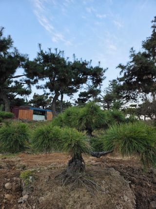 작은소나무님의 자유주제 · 사진전 작성글 사진