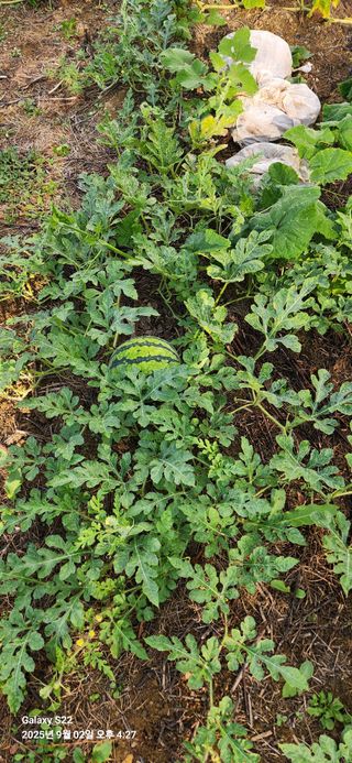 이응철님의 작성글 사진