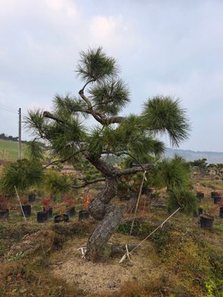 작은소나무님의 자유주제 · 사진전 작성글 사진