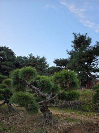 작은소나무님의 자유주제 · 사진전 작성글 사진