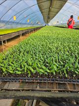 대산농사대장님의 고추·품종•종자 작성글 사진