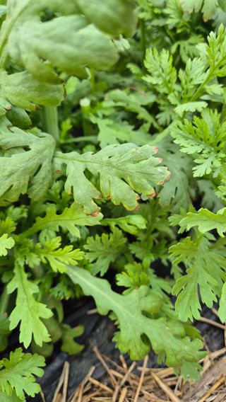 엄미애님의 농사, 무엇이든 물어보세요! · 참여글 작성글 사진