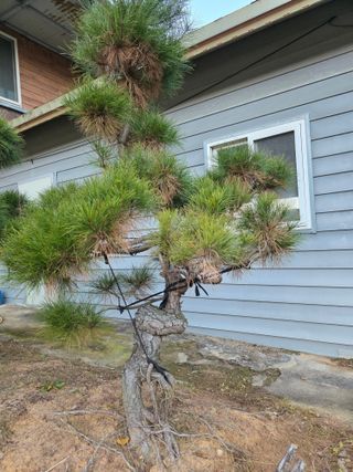 작은소나무님의 자유주제 · 사진전 작성글 사진