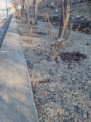 김용대님의 자유주제 · 자유게시판 작성글 사진