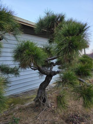 작은소나무님의 자유주제 · 사진전 작성글 사진