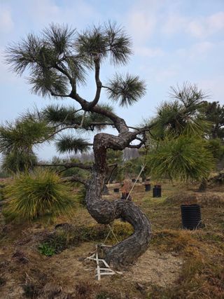 작은소나무님의 자유주제 · 사진전 작성글 사진