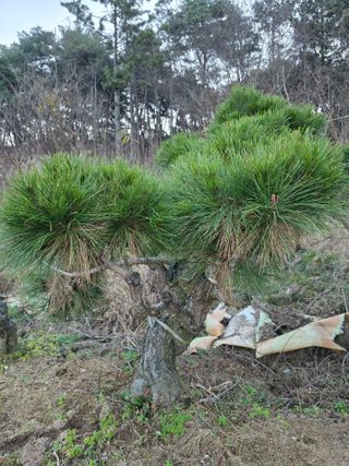 작은소나무님의 자유주제 · 사진전 작성글 사진