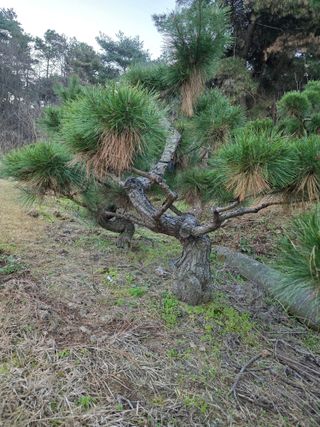 작은소나무님의 자유주제 · 사진전 작성글 사진