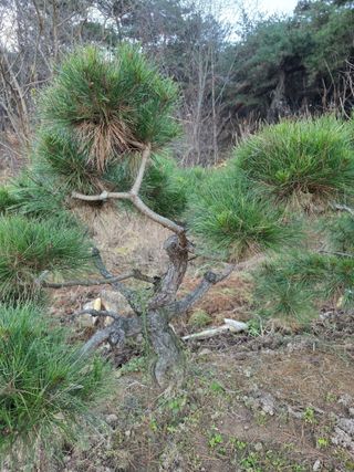 작은소나무님의 자유주제 · 사진전 작성글 사진