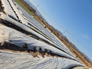 서해숙님의 자유주제 · 자유게시판 작성글 사진