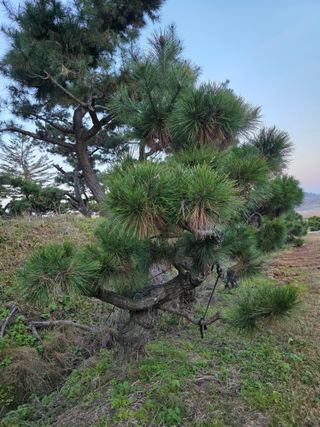 작은소나무님의 자유주제 · 사진전 작성글 사진