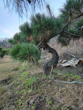 작은소나무님의 자유주제 · 사진전 작성글 사진