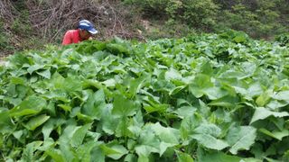 병풍취산채농원님의 자유주제 · 자유게시판 작성글 사진