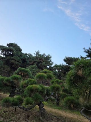 작은소나무님의 자유주제 · 사진전 작성글 사진