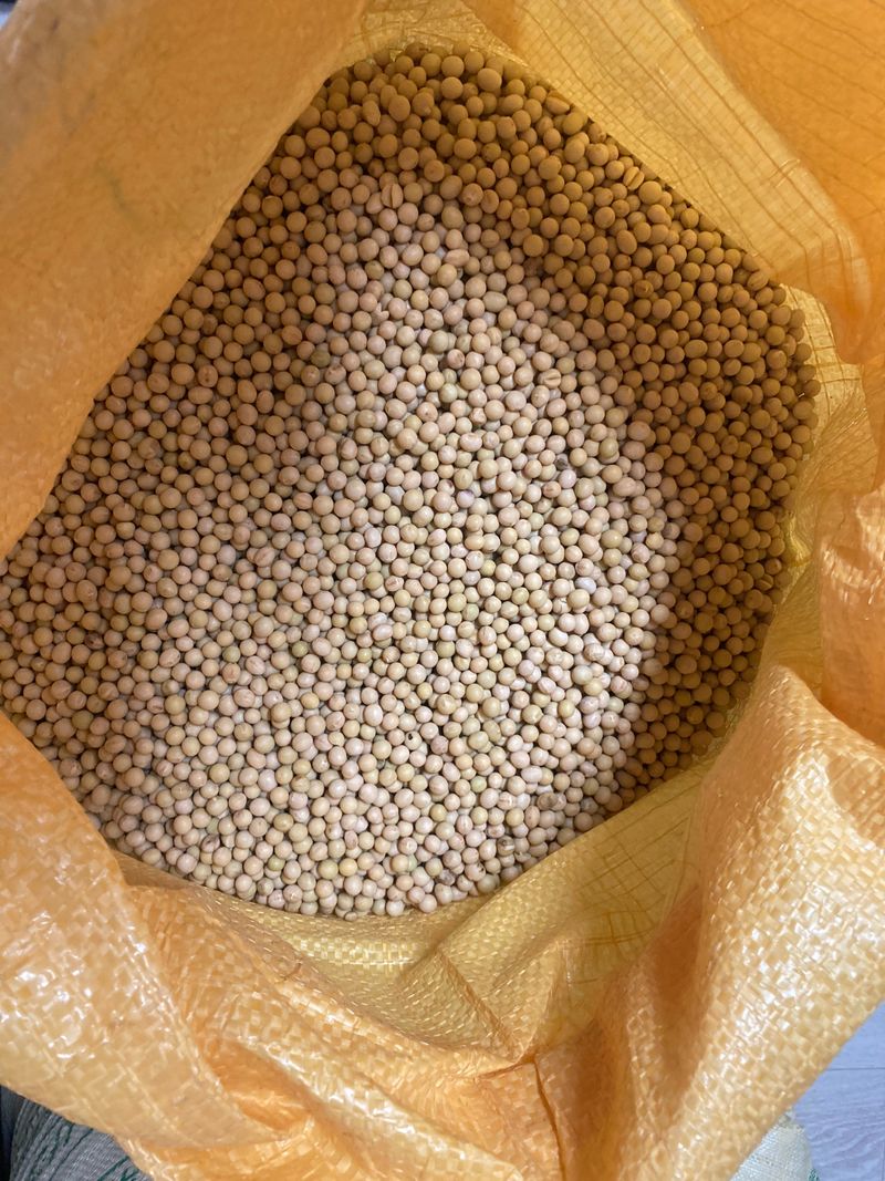 김순재님의 장터 판매 상품 [메주콩 100kg] 첨부 사진