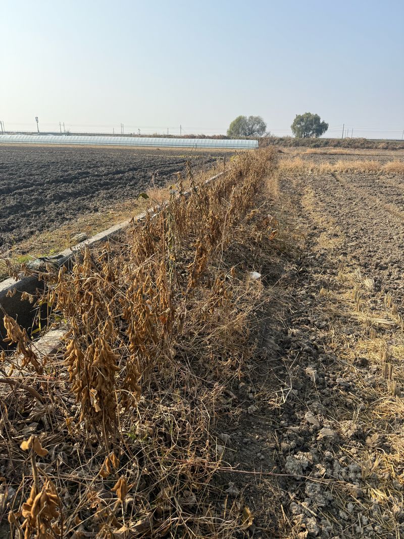 이설희순님의 장터 판매 상품 [2025년 햇콩 서리태1kg] 첨부 사진