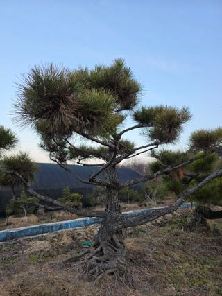 작은소나무님의 자유주제 · 사진전 작성글 사진