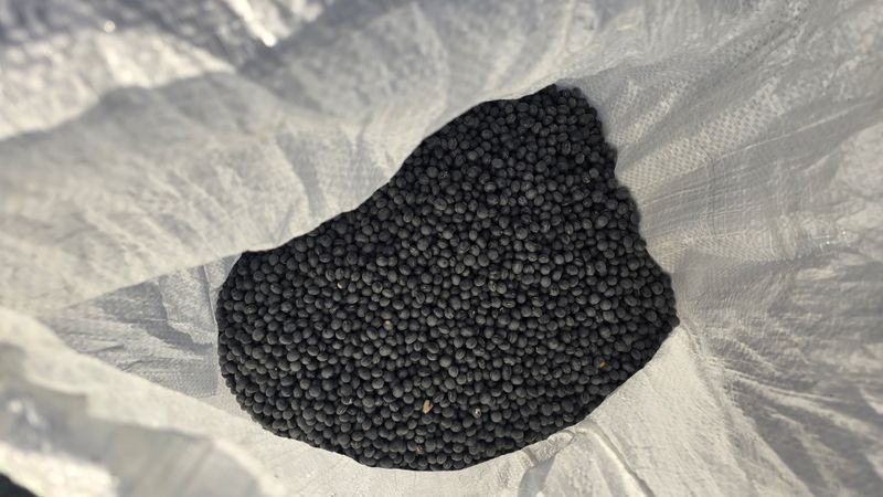 아하킴님의 장터 판매 상품 [서리태 콩(새바람) 25년 햇 콩 팝니다.] 첨부 사진