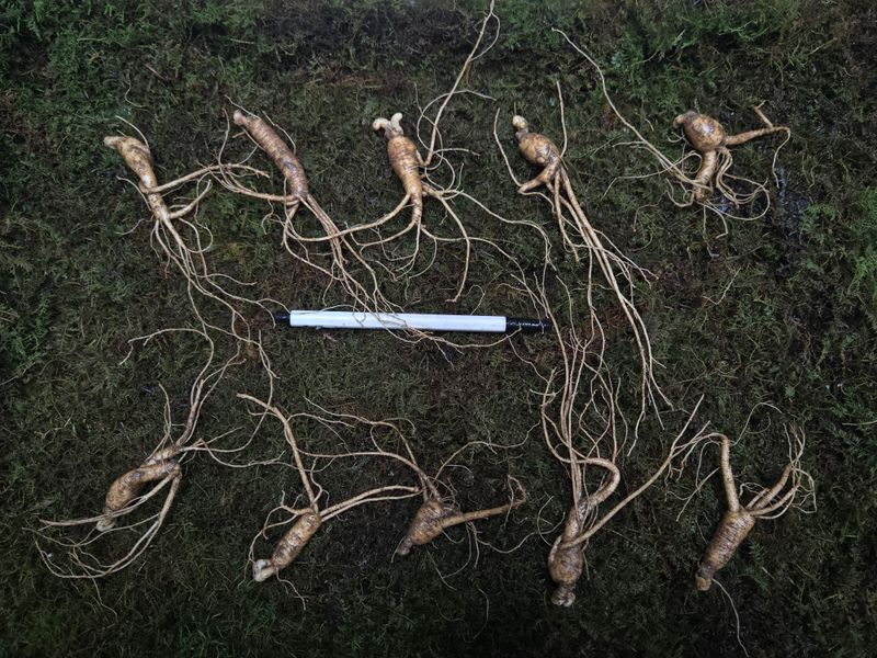 이규성님의 장터 판매 상품 [5년근 정삼 10뿌리 진짜 저렴하게 드립니다] 첨부 사진