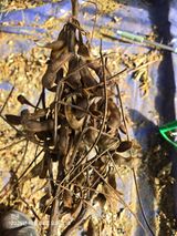 무 하님의 농사, 무엇이든 물어보세요!·참여글 작성글 사진