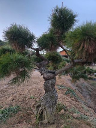 작은소나무님의 자유주제 · 사진전 작성글 사진